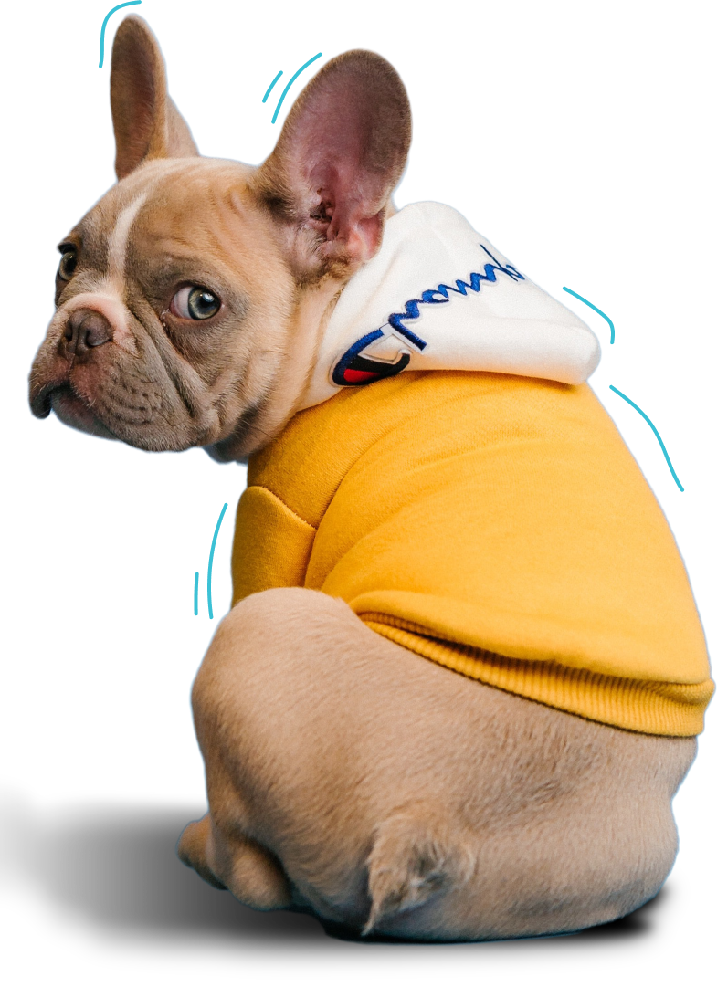 bulldog